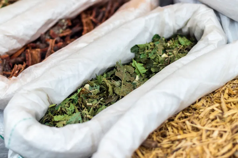 Roots of Renewal: How Traditional African Botanical Knowledge Is Reshaping America's Wellness Landscape
